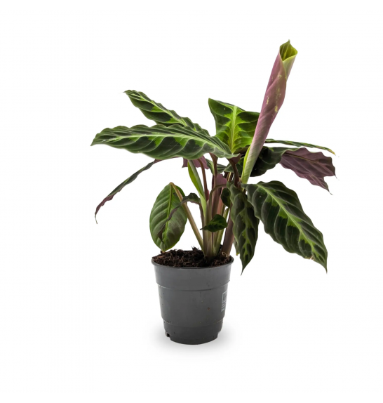 Calathea warscewiczii; p19 cm