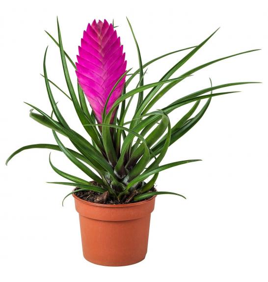 TILLANDSIA CYANEA CV.; o9 JOSE