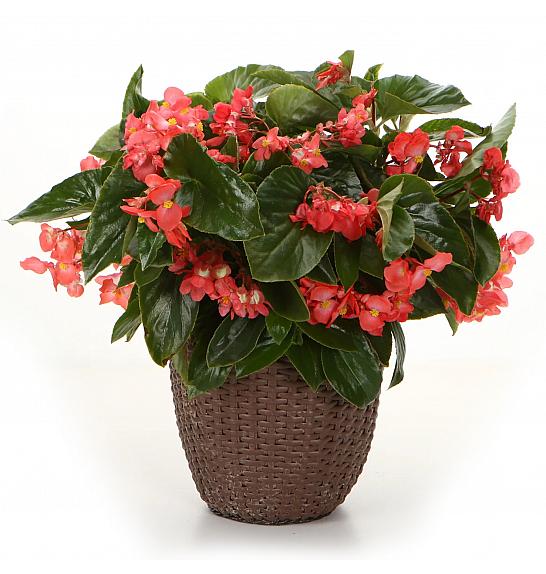 Begonia Dragon Wing Red Ø12