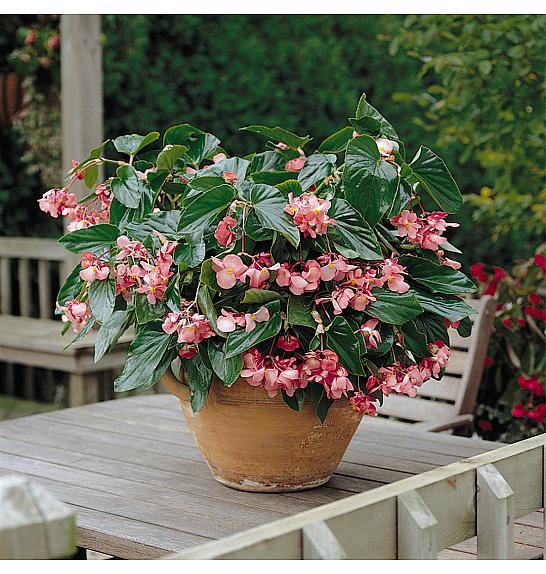 Begonia Dragon Wing Pink Ø12