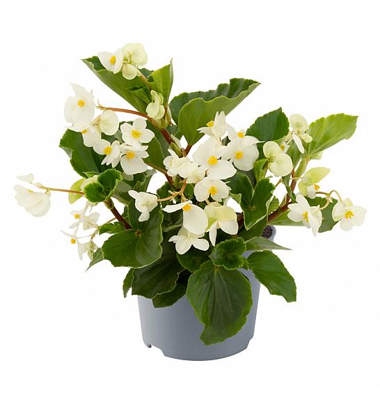 Begonia Megawatt White Green Leaf Ø12