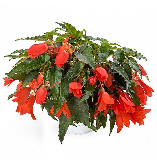 Begonia Waterfall Encanto Orange Ø12