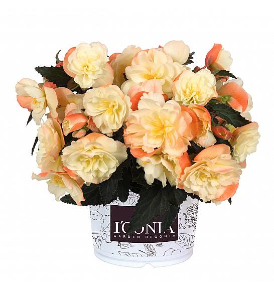 Begonia I'CONIA Aroma Peach Ø12