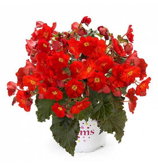 Begonia Dreams Garden Macarouge Ø12