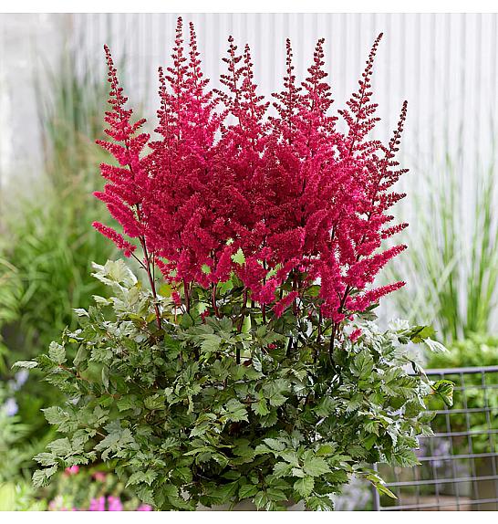 Astilbe Vulcano Ø11