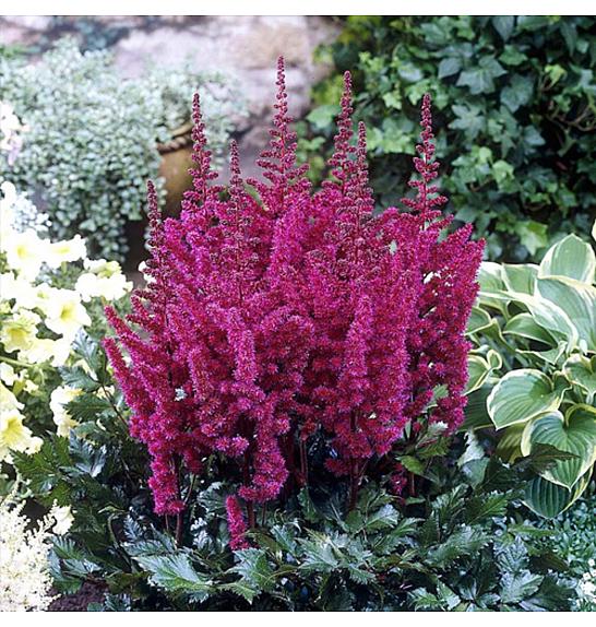 Astilbe chinensis Visions in Red ® Ø11