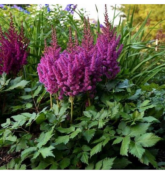 Astilbe chinensis Little Visions in Pink ® Ø11