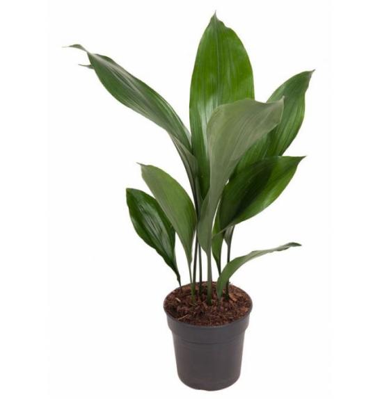 ASPIDISTRA ELATIOR; o15