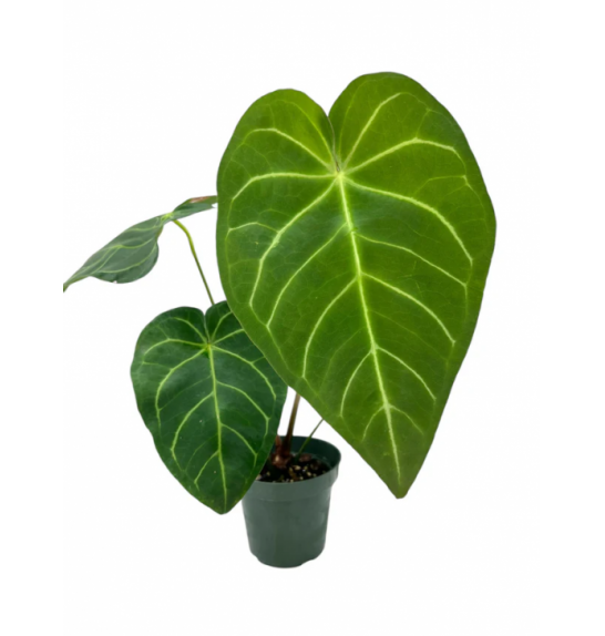 Anthurium Magnificum; o17