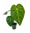 Anthurium Magnificum