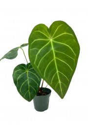 Anthurium Magnificum