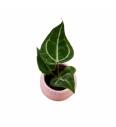 Anthurium Crystallinum - S