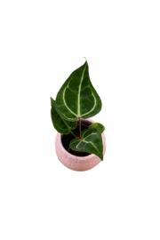 Anthurium Crystallinum - S