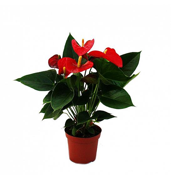 Anthurium andr. Ø 12 Extra Mix