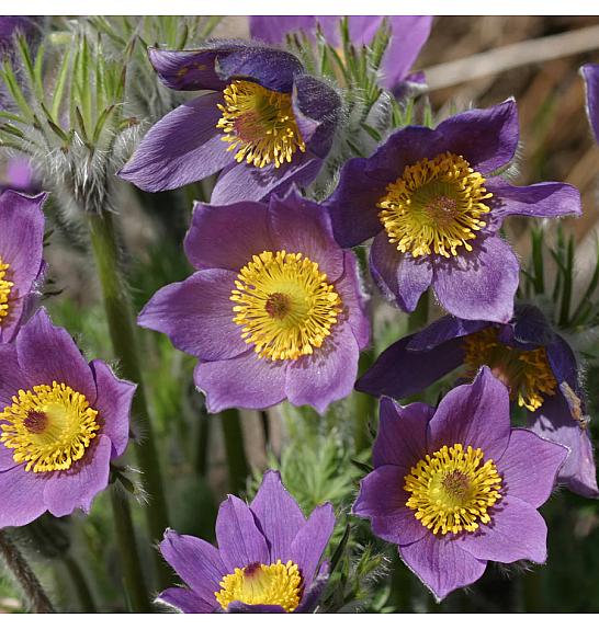 Anemone pulsatilla vulgaris Ø11