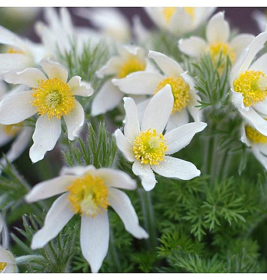 Anemone pulsatilla vulgaris Alba Ø11