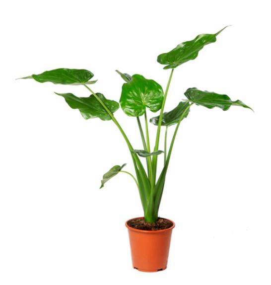 Alocasia Cucullata Ø 21