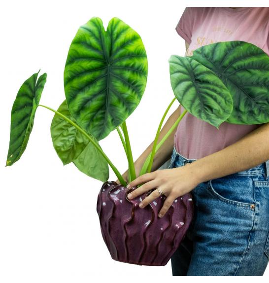 Alocasia Clypeolata Green Shield; Ø 14 cm