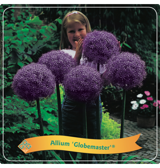 Allium Globemaster ® C5 Lit.