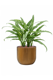 Aglaonema Cutlass