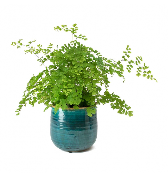 Adiantum raddi. Fragrans; 13cm