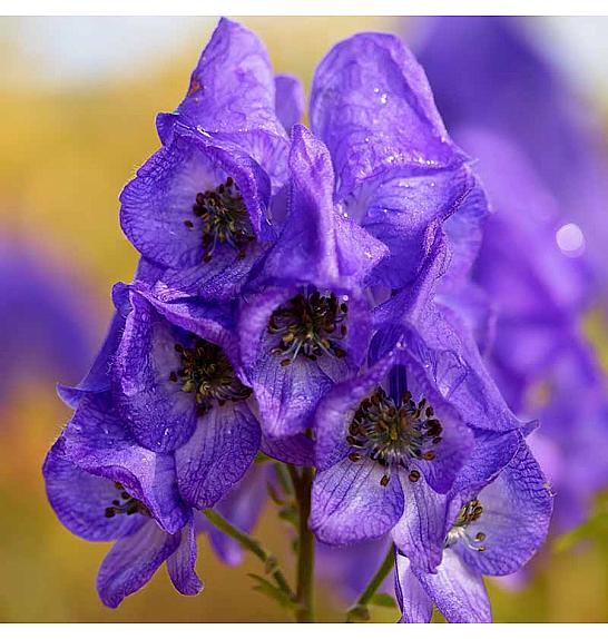 Aconitum carmichaelii Royal Flush Ø11