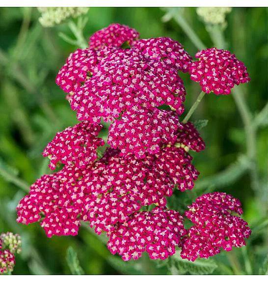 Achillea Summerwine Ø11