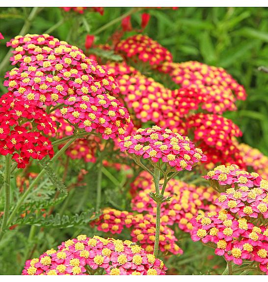 Achillea millefolium Paprika Ø11