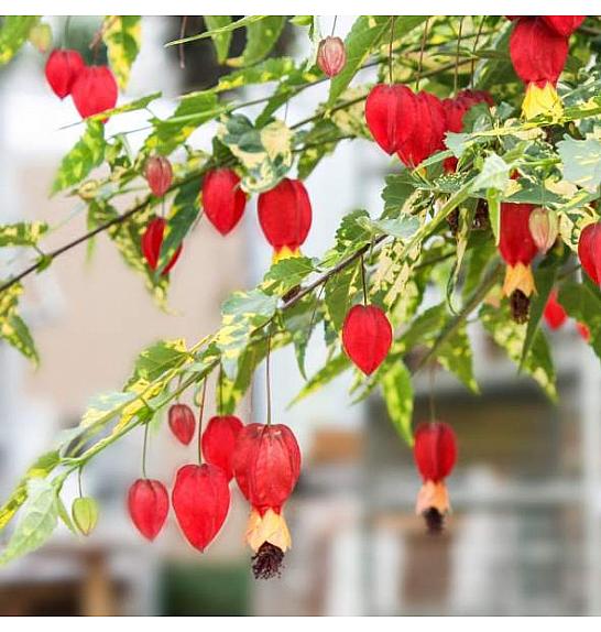 Abutilon Megapotamicum Variegatum Ø10,5