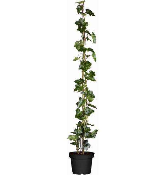 Hedera hibernica  Ø11 80-100 cm