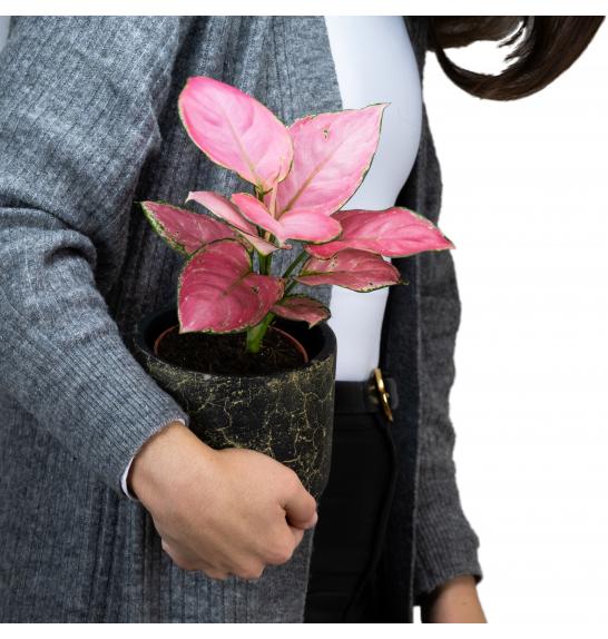 Aglaonema Pink; o10,5 cm