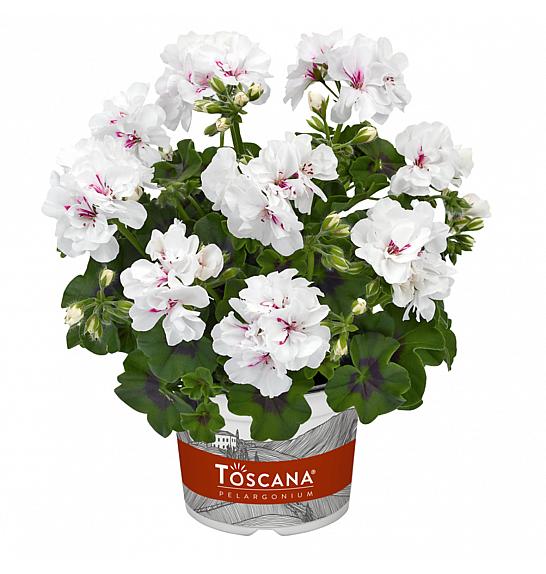 Pelargonium pel. Sunflair Eva white Ø12