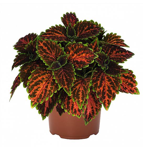 Coleus Stained Glassworks Magnificent Mile Ø10,5