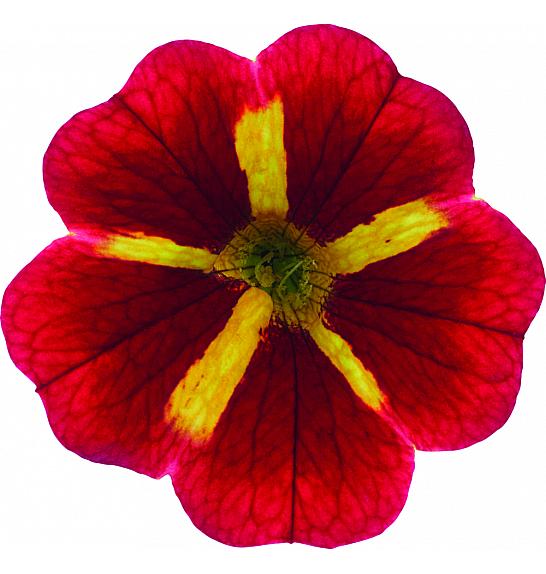 Calibrachoa  Cabaret Special Red Kiss Ø10,5