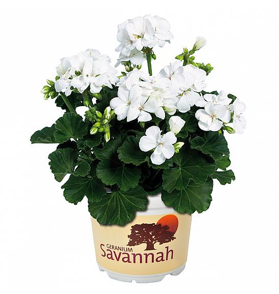 Pelargonium zon. Savannah White  Ø12