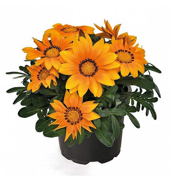 Gazania Zany  Orange Ø10,5