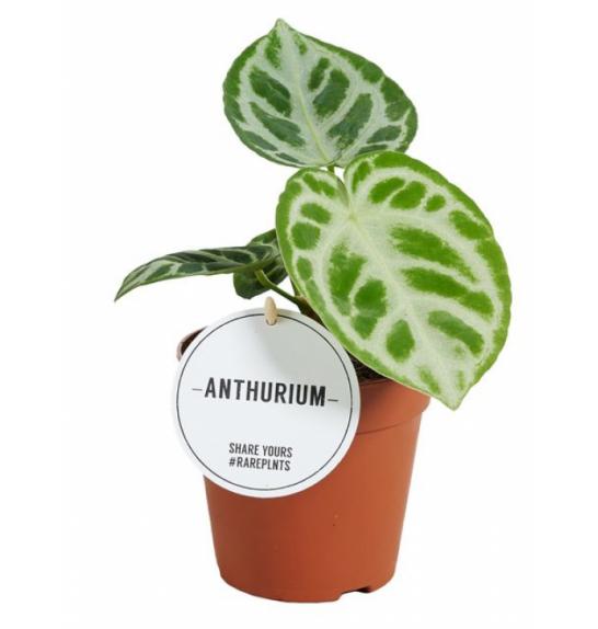 Anthurium Silver Blush o12 cm