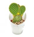 Bunny ears cactus