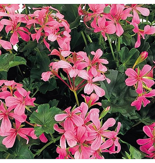 Pelargonium pel. Ville de Paris Pink Ø10,5