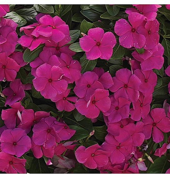 Catharanthus Pendula  Magenta Ø10,5