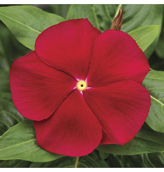 Catharanthus Pendula  Red Eye Ø10,5