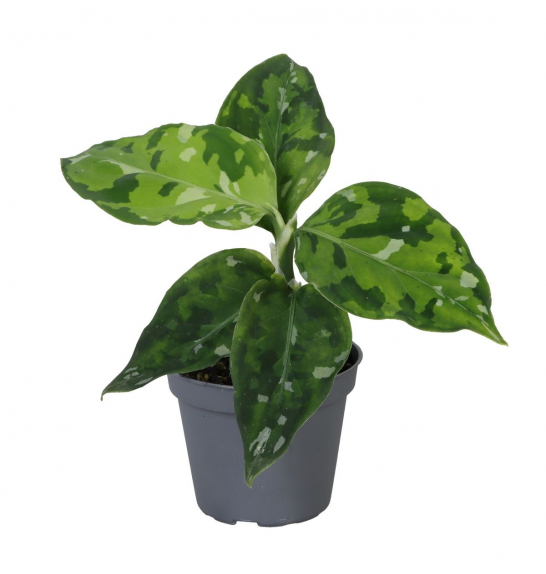 Aglaonema Pictum Tricolor; o6 cm