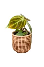 Filodendron El Choco Red - XS