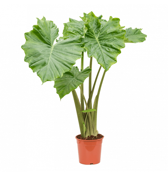 Alocasia Cucullata Ø 17