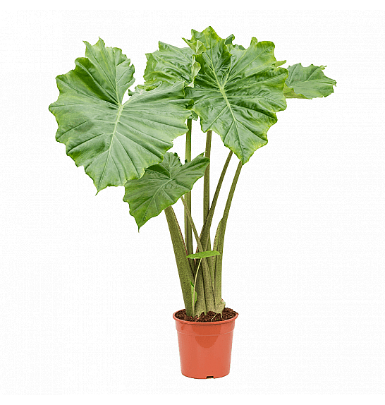 Alocasia Portadora Ø17