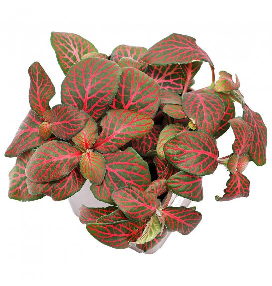 Fittonia Mix 7; o8,5