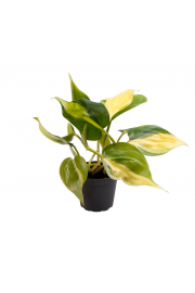 Filodendron Brasil S