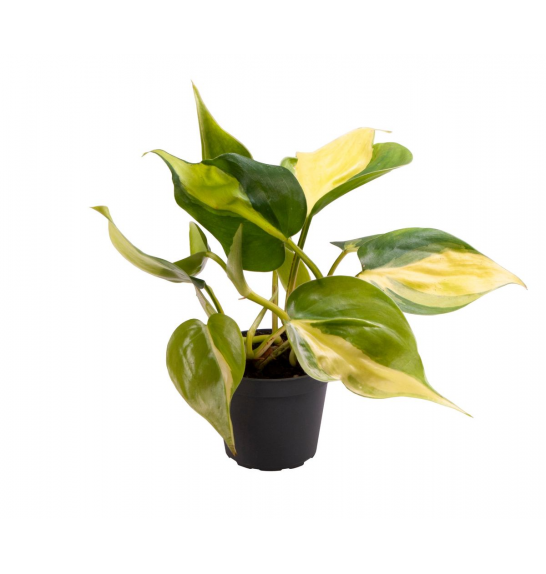 Philodendron scandens Brasil; o8,5 cm