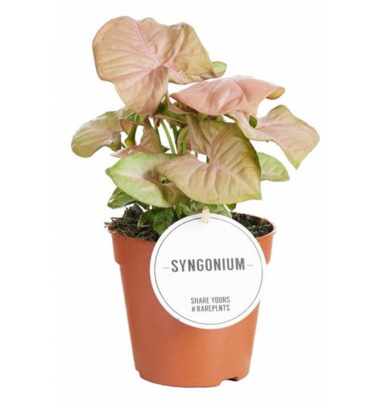 Syngonium Neon Robusta; o12 cm