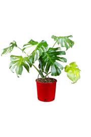 Monstera Thai Constellation - XL